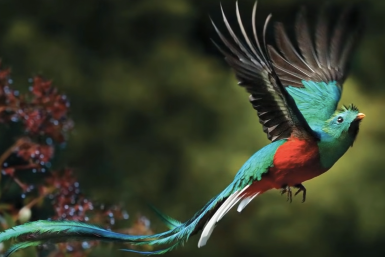 Quetzal, das mysthische Kind des Adlers mit dem Kondor