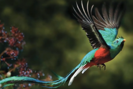 Quetzal, das mysthische Kind des Adlers mit dem Kondor